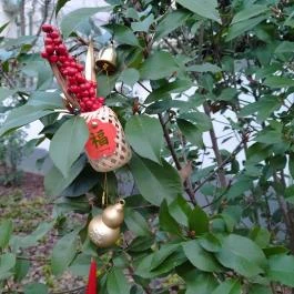 Budapesti Kínai Kulturális Központ, Budapest - Egyéb