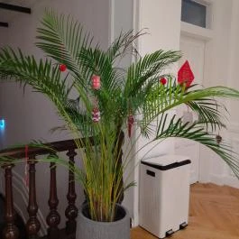 Budapesti Kínai Kulturális Központ, Budapest - Egyéb