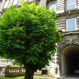 Budapesti Történeti Múzeum Budapest - Egyéb