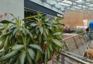 Cafe Frei - Allee Budapest