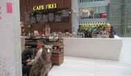 Cafe Frei - Könyves Kálmán körút Budapest - Külső kép