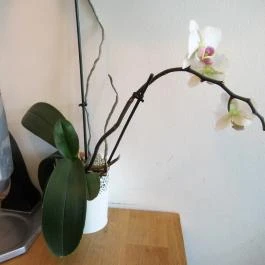 Cafe Padru Budapest - Belső