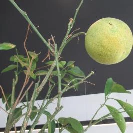 Café Tripoli Budapest - Egyéb