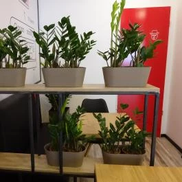 Caffe Shakerato Budapest - Belső