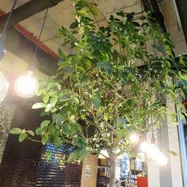 Caffé Vergnano - Agora Budapest - Egyéb