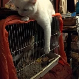 Calgary Antik Drinkbár Budapest - Egyéb