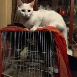 Calgary Antik Drinkbár Budapest - Egyéb