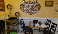 Cat Café - Révay utca Budapest - Belső