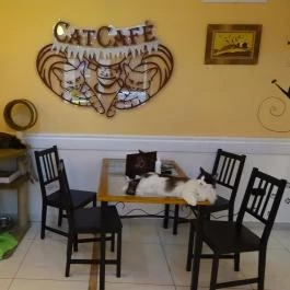Cat Café - Révay utca Budapest - Belső
