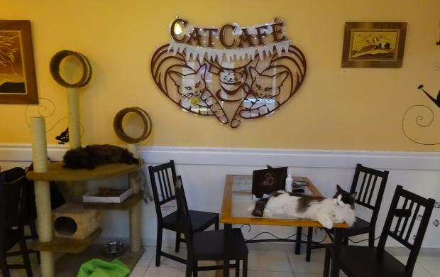 Cat Caf R vay utca Budapest J rt l m r itt Olvass Cat Caf R vay utca Budapest J rt l m r itt Olvass