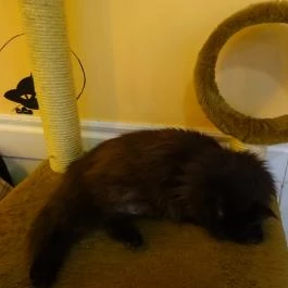 Cat Café - Révay utca Budapest - Belső