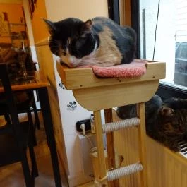 Cat Café - Révay utca Budapest - Belső