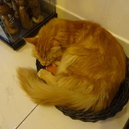 Cat Café - Révay utca Budapest - Belső