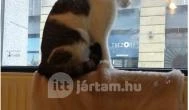 Cat Café - Révay utca Budapest - Belső