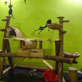 Cat Café - Révay utca Budapest - Belső