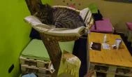 Cat Café - Révay utca Budapest - Belső