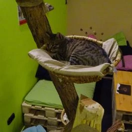Cat Café - Révay utca Budapest - Belső