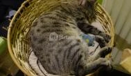Cat Café - Révay utca Budapest - Belső