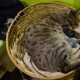 Cat Café - Révay utca Budapest - Belső