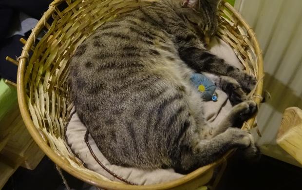 Cat Caf R vay utca Budapest J rt l m r itt Olvass Cat Caf R vay utca Budapest J rt l m r itt Olvass