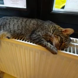 Cat Café - Révay utca Budapest - Belső