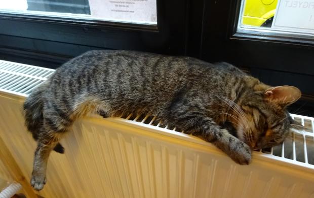 Cat Caf R vay utca Budapest J rt l m r itt Olvass Cat Caf R vay utca Budapest J rt l m r itt Olvass