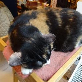 Cat Café - Révay utca Budapest - Egyéb