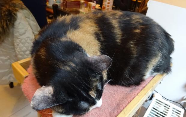 Cat Caf R vay utca Budapest J rt l m r itt Olvass Cat Caf R vay utca Budapest J rt l m r itt Olvass