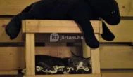 Cat Café - Révay utca Budapest - Egyéb