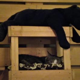 Cat Café - Révay utca Budapest - Egyéb