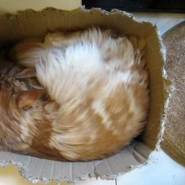 Cat Café - Révay utca Budapest - Egyéb