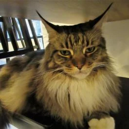 Cat Café - Révay utca Budapest - Egyéb