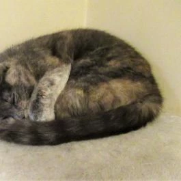 Cat Café - Révay utca Budapest - Egyéb