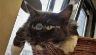 Cat Café - Révay utca Budapest - Egyéb
