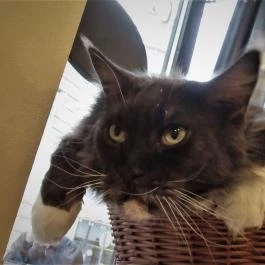 Cat Café - Révay utca Budapest - Egyéb