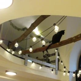 Cat Café - Révay utca Budapest - Egyéb