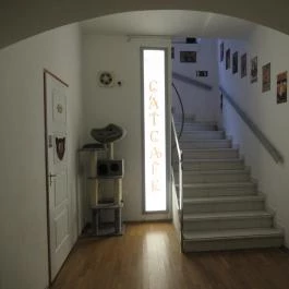 Cat Café - Révay utca Budapest - Egyéb