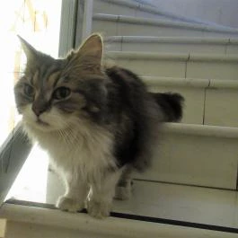 Cat Café - Révay utca Budapest - Egyéb