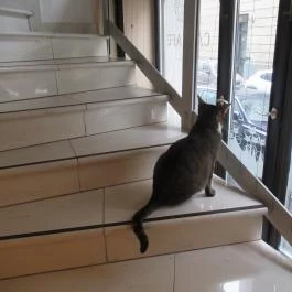 Cat Café - Révay utca Budapest - Egyéb