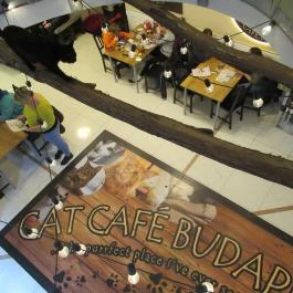 Cat Café - Révay utca Budapest - Egyéb