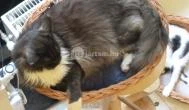 Cat Café - Révay utca Budapest - Egyéb