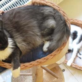 Cat Café - Révay utca Budapest - Egyéb