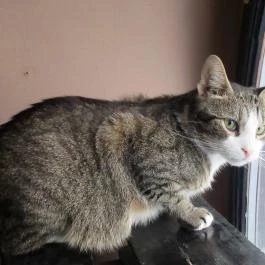 Cat Café - Révay utca Budapest - Egyéb