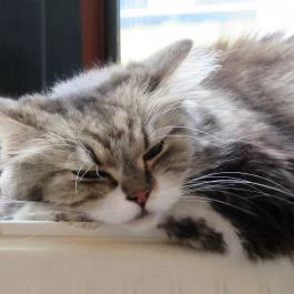 Cat Café - Révay utca Budapest - Egyéb