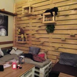 Cat Café - Révay utca Budapest - Egyéb