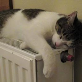 Cat Café - Révay utca Budapest - Egyéb