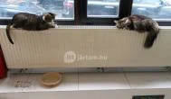 Cat Café - Révay utca Budapest - Egyéb