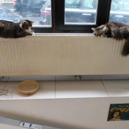 Cat Café - Révay utca Budapest - Egyéb
