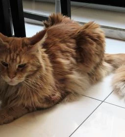 Cat Café - Révay utca