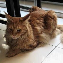 Cat Café - Révay utca Budapest - Egyéb